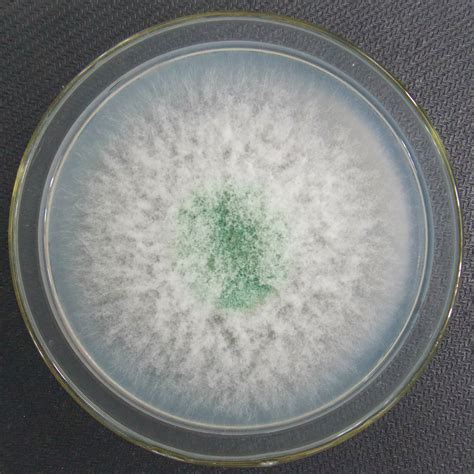 黴菌種類 命格 分析